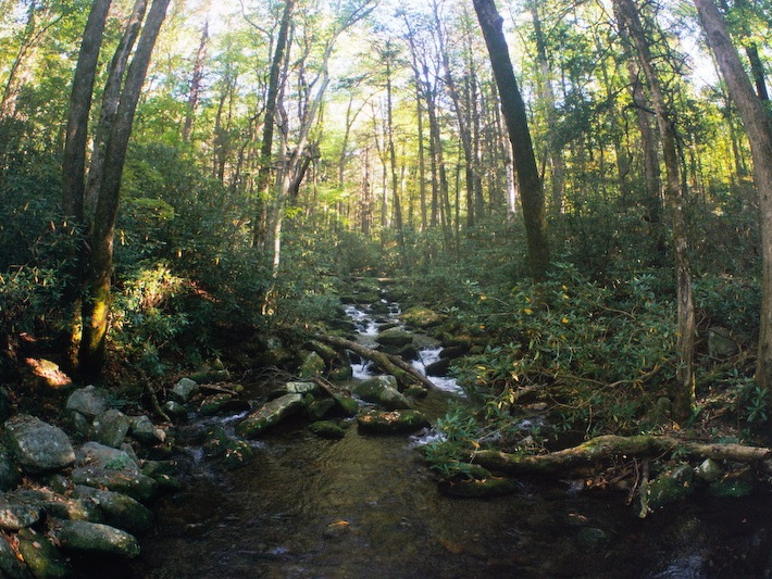 Lower Mt. Cammerer Trail